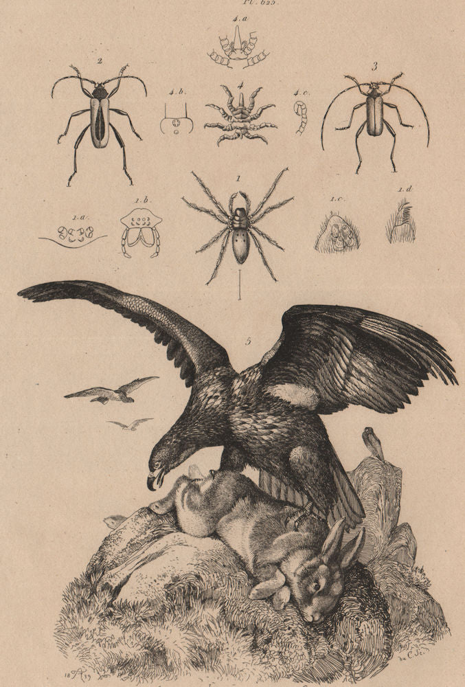 Sea eagle. Argyroneta/Diving bell spider. Purpuricenus beetles. Sea spider 1834